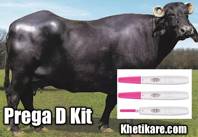 Prega D Kit