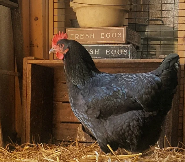 5 Tips to Keep your Chickens MiteFree Naturally Fresh Eggs Daily