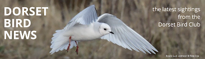 Dorset Birds