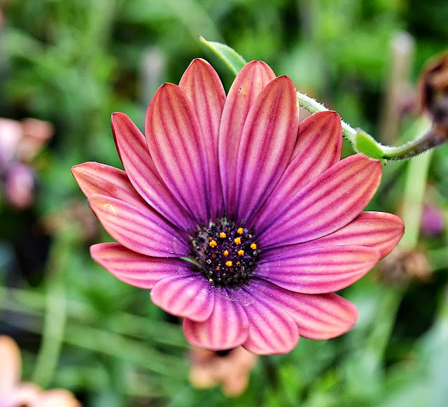 The Outlaw Gardener Vashon Island Part 3; Visiting Kathy's Corner Nursery