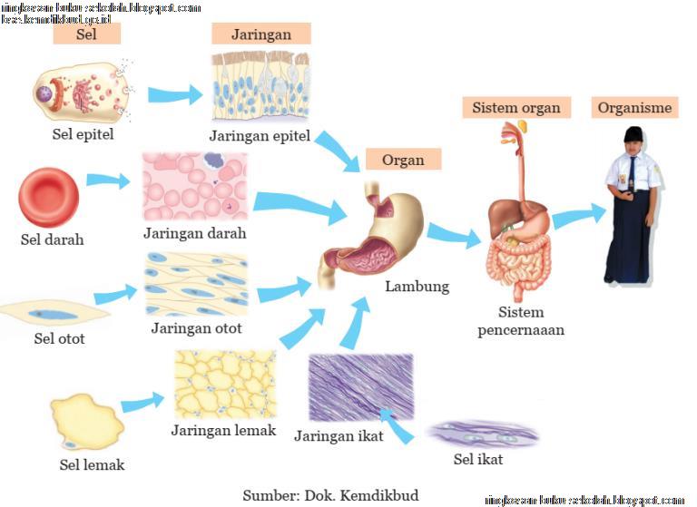 Bab 1 Sistem Reproduksi pada Manusia - Ilmu Pengetahuan Alam (IPA)