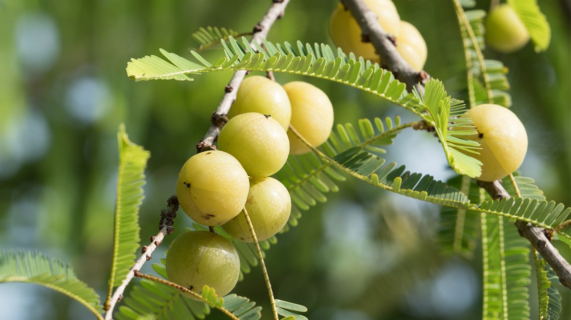 10 health benefits of Indian Gooseberry - known as amla