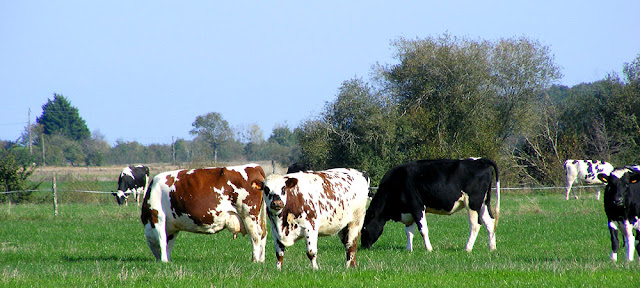 Dairy cows, Indre et Loire, France. Photo by Loire Valley Time Travel.