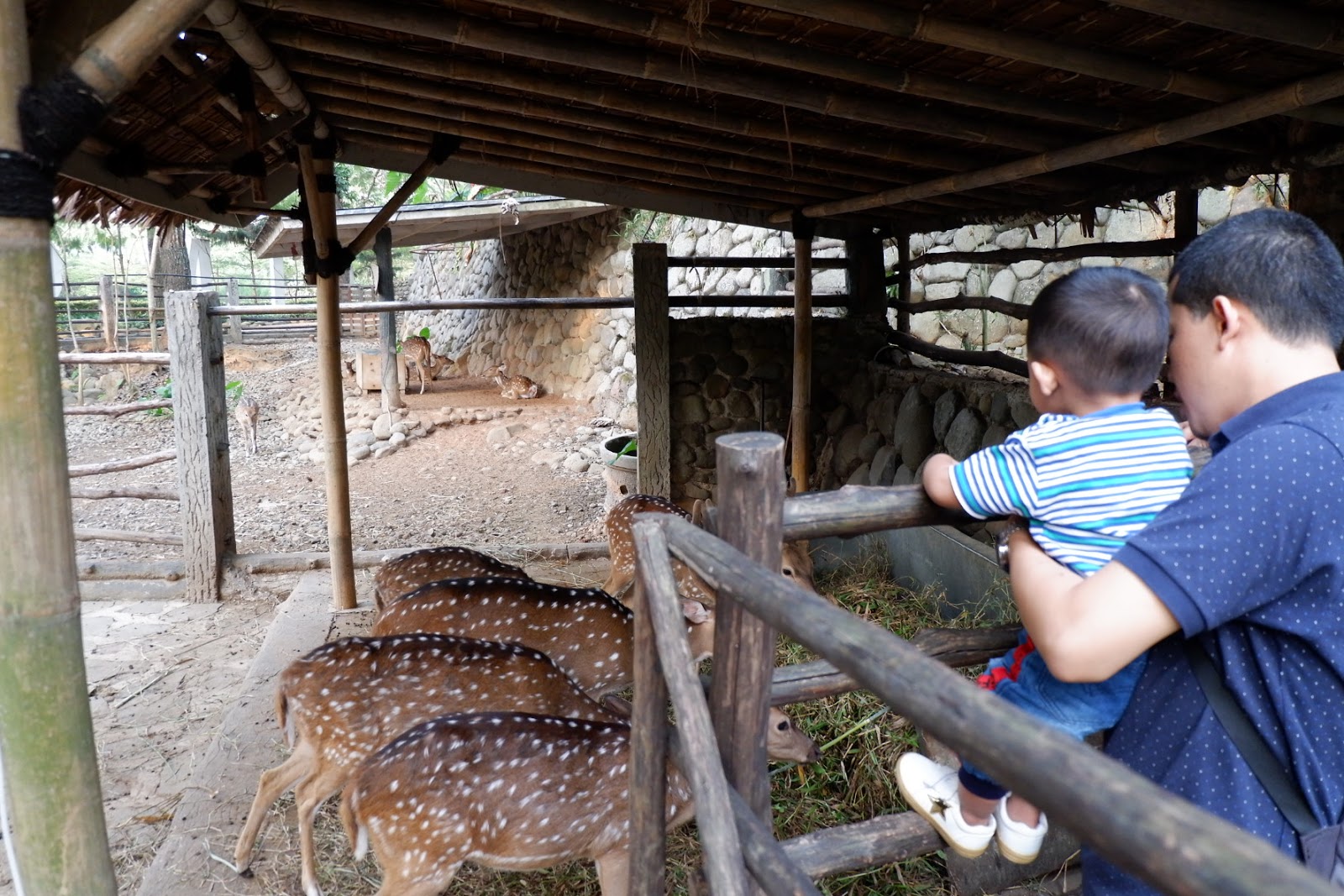 Cimory Riverside Forest : Mini Zoo Yang Cocok Untuk Keluarga - Chriesty Anggraeni