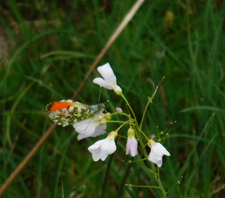 Cuckoo flower with an orange tip butterfly Leitrim