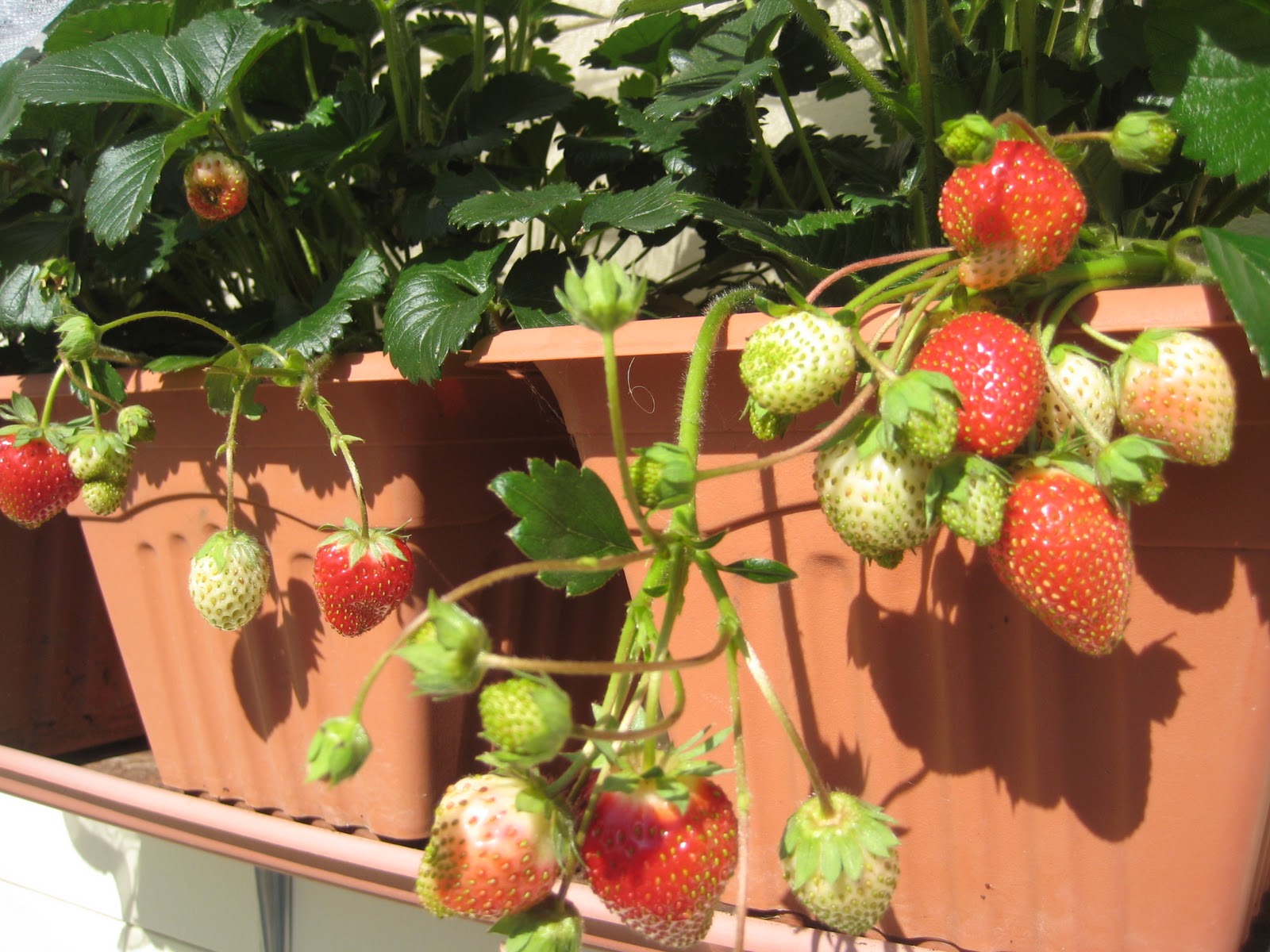 Our Green Haven: Garden Gadgets, Possum Problem