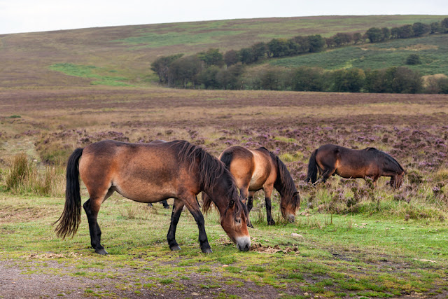 A group of wild Exmoor Ponies chew on grass in Exmoor National Park by Martyn Ferry Photography