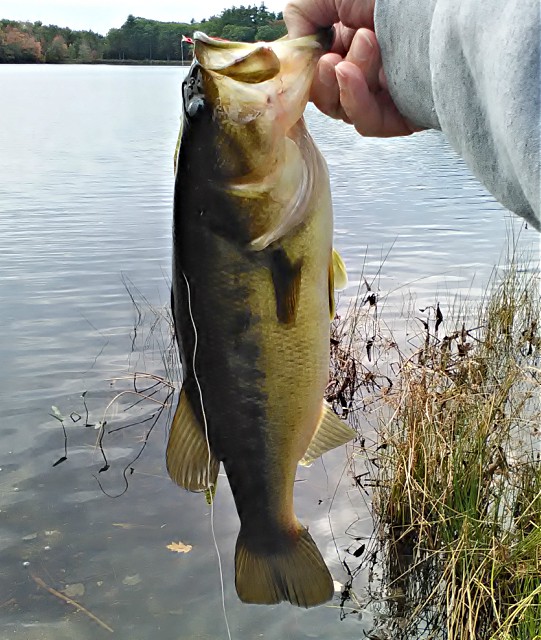 Bass Fishing Tips & Tales Using Spinnerbaits to Catch Fall Bass