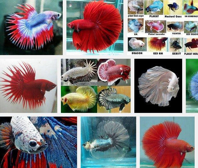 Cara yang Benar Merawat Ikan Cupang Cara yang Benar Merawat Ikan Cupang