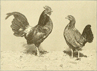 Jenis ayam amat beragam dan umumnya merupakan jenis ayam hias