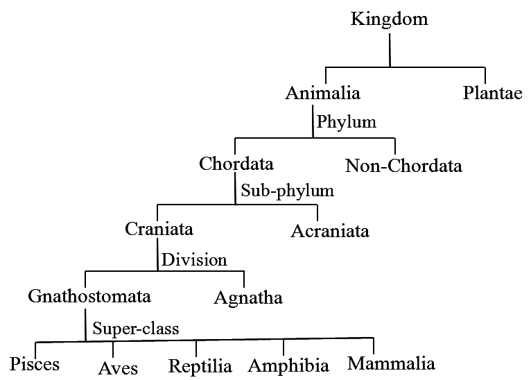 Phylum Chordata Characteristics Chart