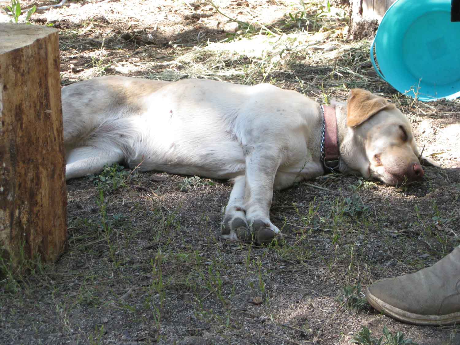 Kissack Adventures Clarks Fork Horse Camping Last Day