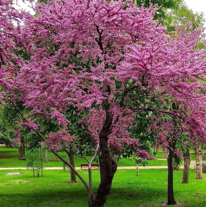 Poda y Arboles