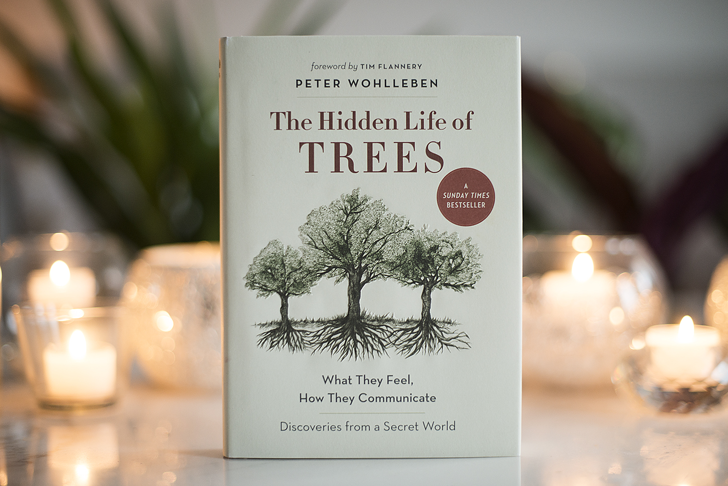 BOOK REVIEW THE HIDDEN LIFE OF TREES BY PETER WOHLLEBEN  The Book Castle
