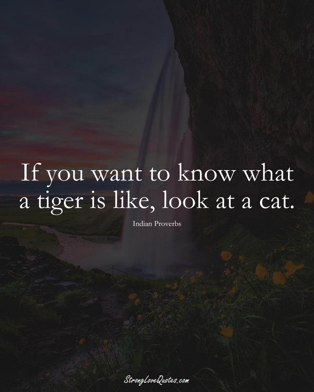 If you want to know what a tiger is like, look at a cat. (Indian Sayings);  #AsianSayings