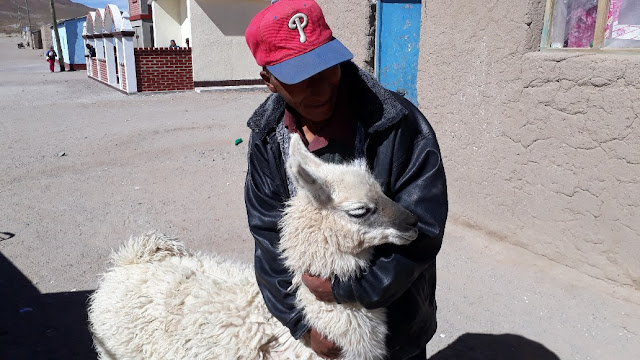 Selbst auf dem Gelände der Missionsstation fühlen sich diese Hochlandtiere sehr wohl. Wichtig ist, dass die Lamas immer etwas zum Fressen haben. Nun haben Wissenschaftler festgestellt, dass sie in der Lage sind, Antikörper recht schnell zu produzieren, wenn sie ein Virus oder Bakterien befallen. Sie sind also immun gegen das Corona Virus. Genau da setzt nun die Wissenschaft an. Unsere Hochlandindios wussten das schon länger und haben jetzt sogar vorgeschlagen, warmes Blut der Lamas zu trinken. Nun, ich habe es noch nicht ausprobiert, aber vielleicht enthält ja auch der Lamabraten Antikörper, den wir uns ja öfters hier schmecken lassen. Auf jeden Fall hat in unserer Andenregion das Virus bislang keinem Schaden zugefügt. Seit ich von diesen Forschungen gehört habe, freue ich mich noch mehr, wenn ich diese lieben Tiere im Gebirge sehen.