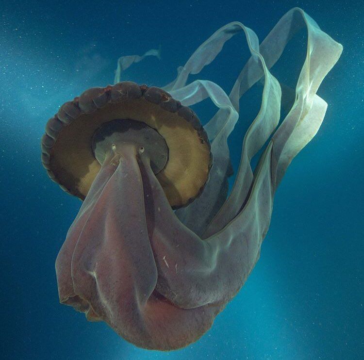 Stygiomedusa, giant deep sea jellyfish, largest jellyfish