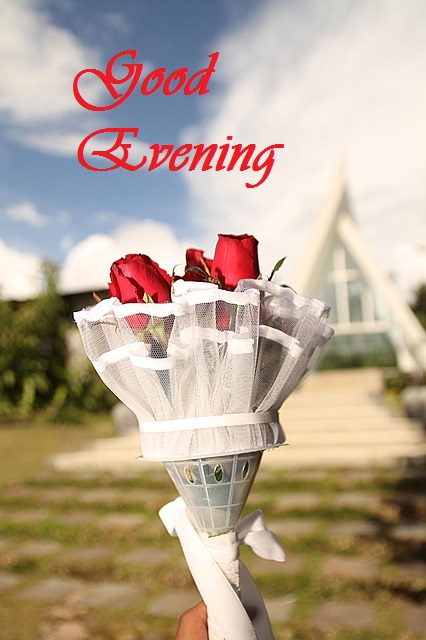 Good Evening rose flower
