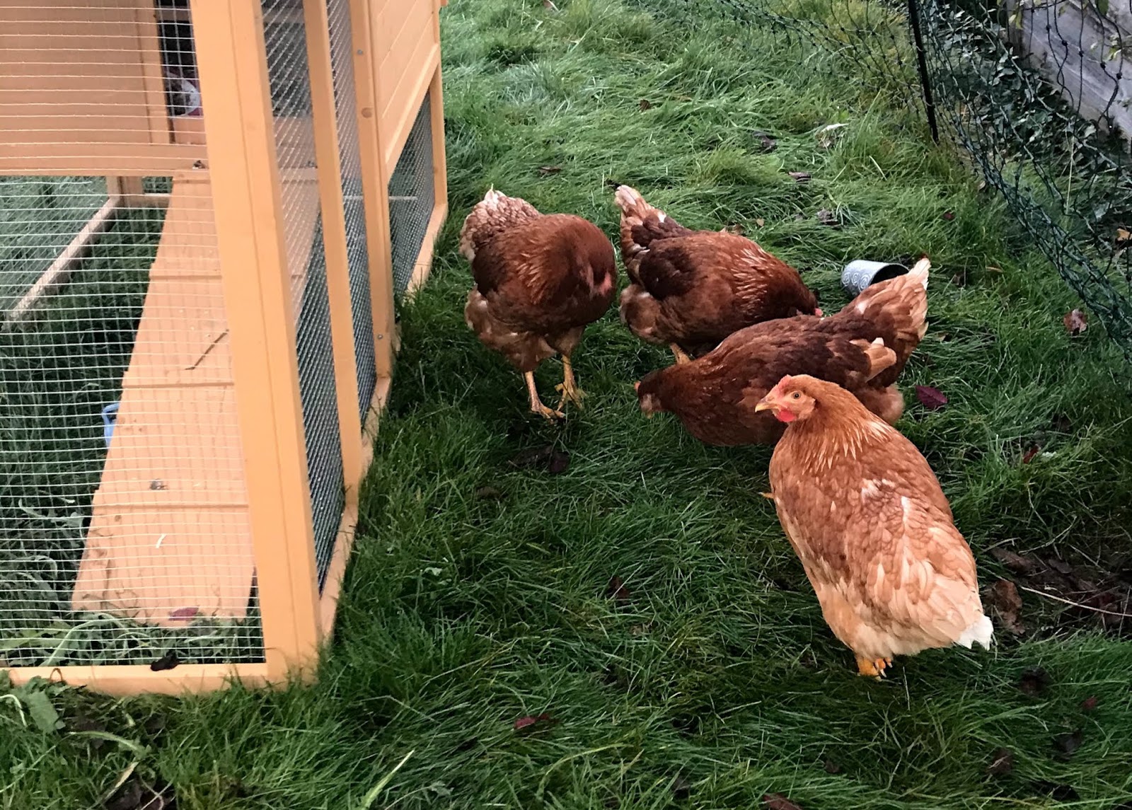 Platzbedarf Für Hühner: Wie Viel Quadratmeter Sind Wirklich Nötig?