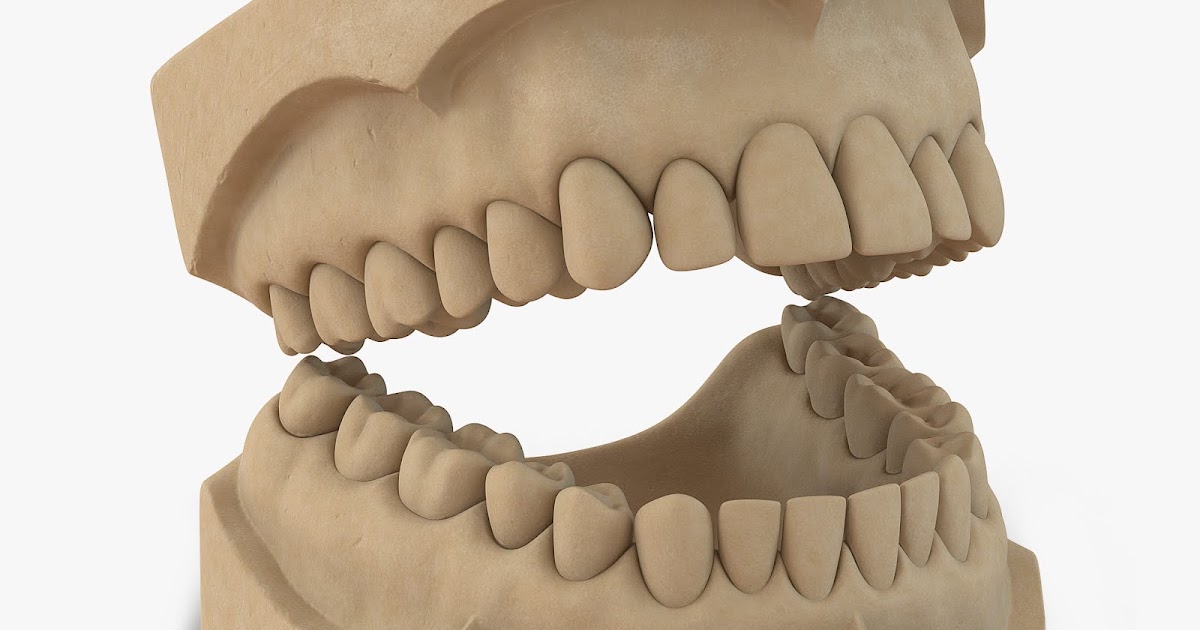 Зд зуб. Модель зубов. Гипсовая модель в стоматологии. Макет зуба. Гипсовая модель.