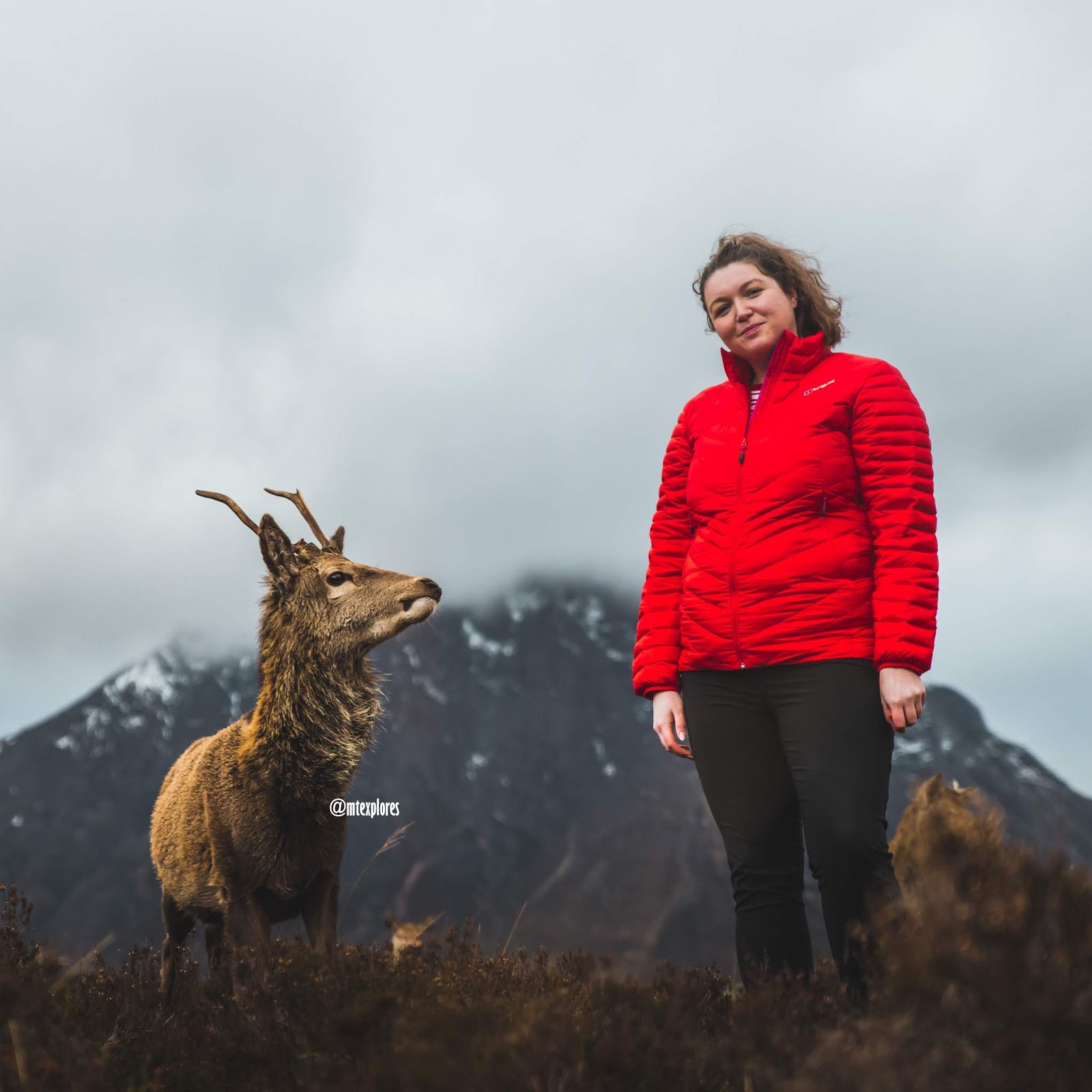 deer at kings house hotel glencoe tame liquidgrain liquid grain deer at kings house hotel glencoe tame liquidgrain liquid grain