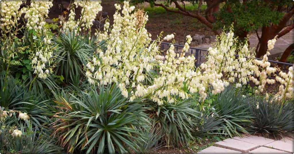 How to Grow and Care for Yucca Cactus Garden