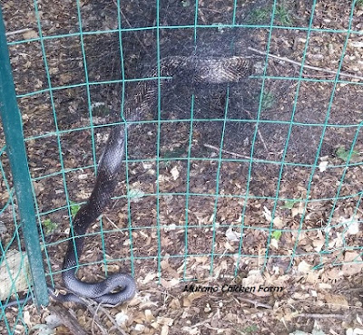 snake caught in bird netting on chicken run