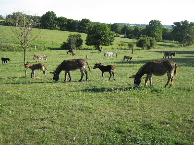 vue du troupeau