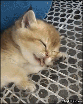 Scary Kitten GIF • Poor kitty falling asleep while eating a piece of meat, too tired to chew it... Scary Kitten GIF • Poor kitty falling asleep while eating a piece of meat, too tired to chew it...