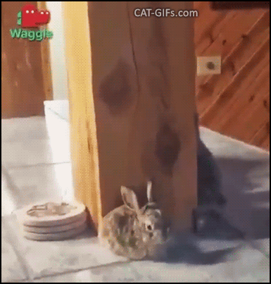 Funny Cat GIF • Playful cat gently booping tiny bunny and then playing a funny hide and seek Funny Cat GIF • Playful cat gently booping tiny bunny and then playing a funny hide and seek