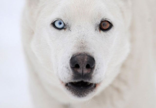       Heterochromia iridu 