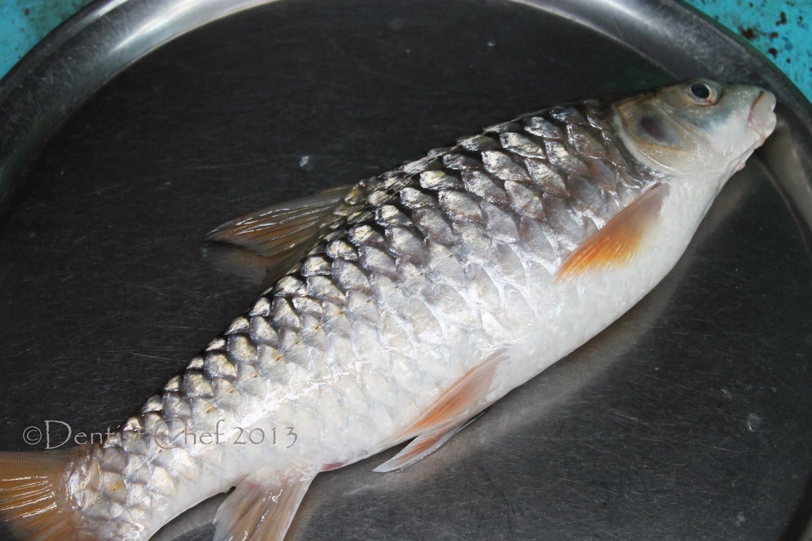 Inilah 5 Jenis Ikan Termahal Di Malaysia - Tabek Puang