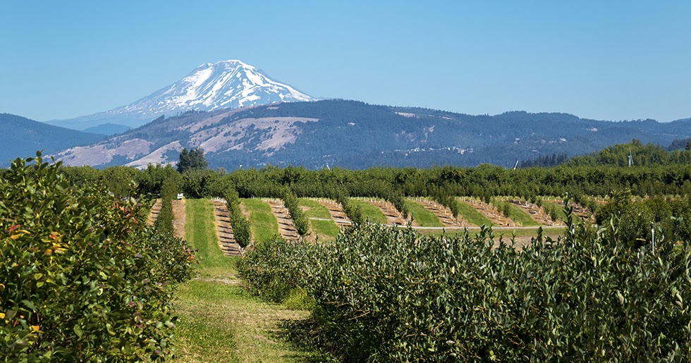 Photographing Oregon Hood River Farms and Orchards Summer