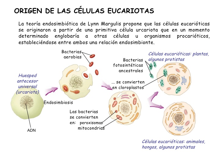 Teoría endosimbioteca