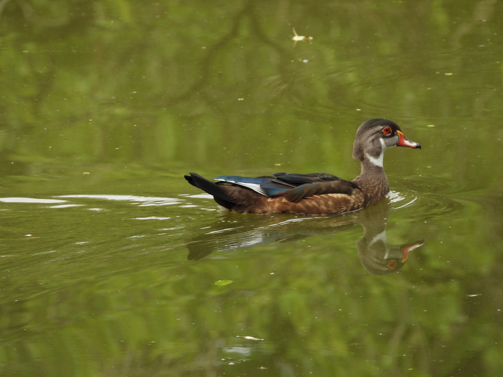 Bird & Travel Photos, Birding Sites, Bird Information FEMALE & MOLTING