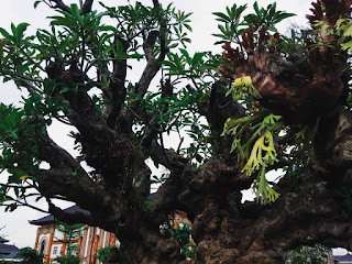 Beautiful Ornamental Tree In The Garden Of The Parking Lot At Badung, Bali, Indonesia