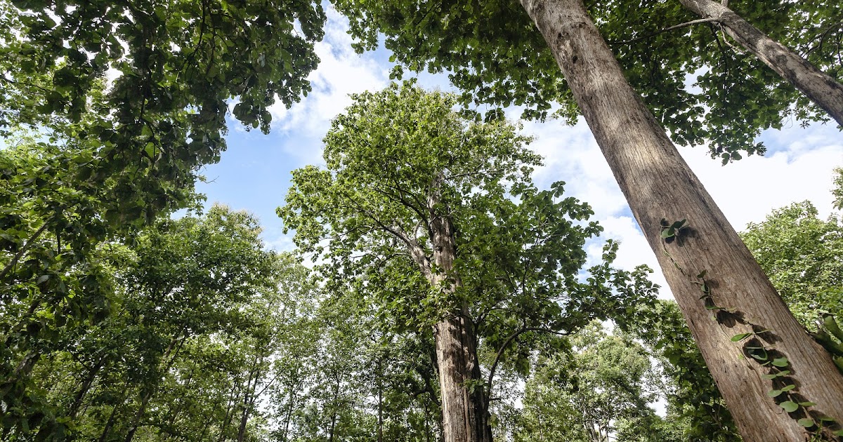 BURMESE TEAK LUXURIOUS BURMESE TEAK WOOD