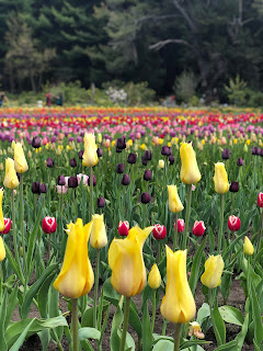 tulip fields