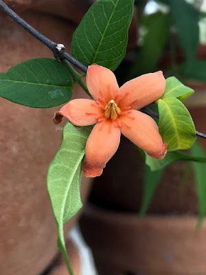 ดอกโมกเขา Wrightia lanceolata - Mok flower โมกราชินีดอกส้ม