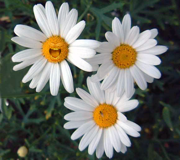 Image gallary 5: daisy flower