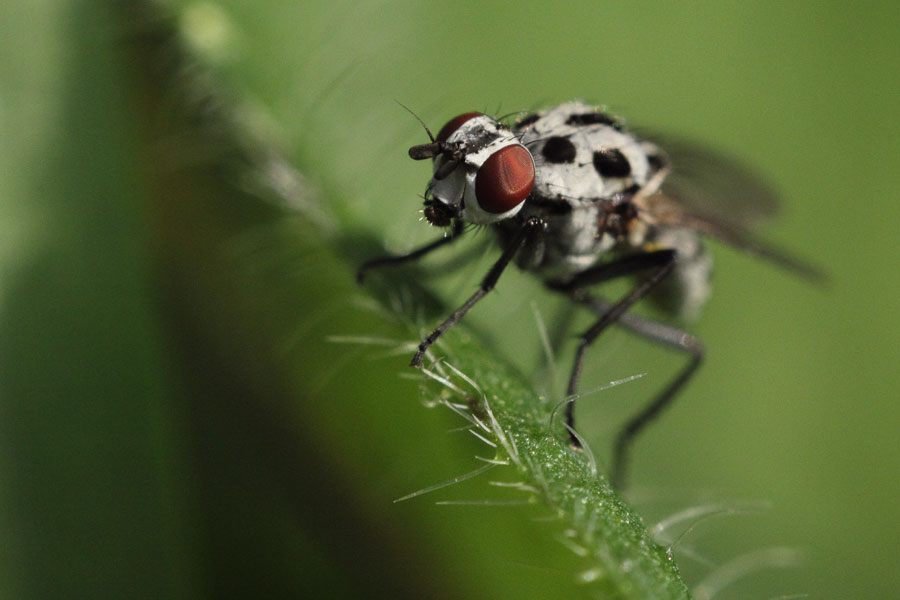 Mini-Wild: Clé Insectus