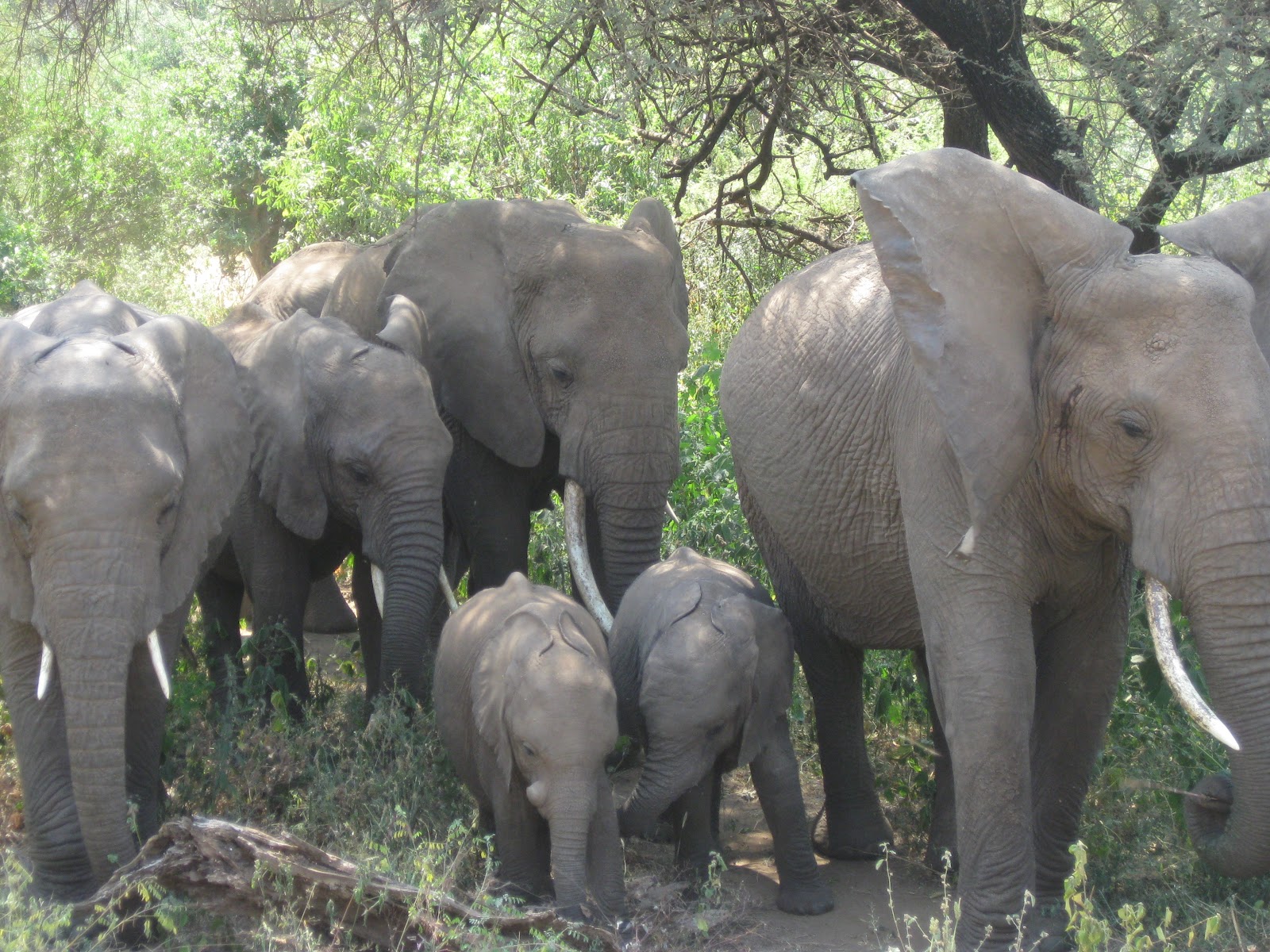 Addicted to Traveling: Safari 4.9 of 5