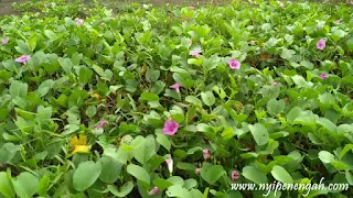 Pantai Sigandu Kabupaten Batang  