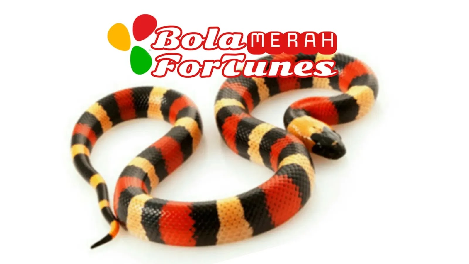 Primbon Arti Mimpi Membunuh Ular 2d Bola Merah Fortunes