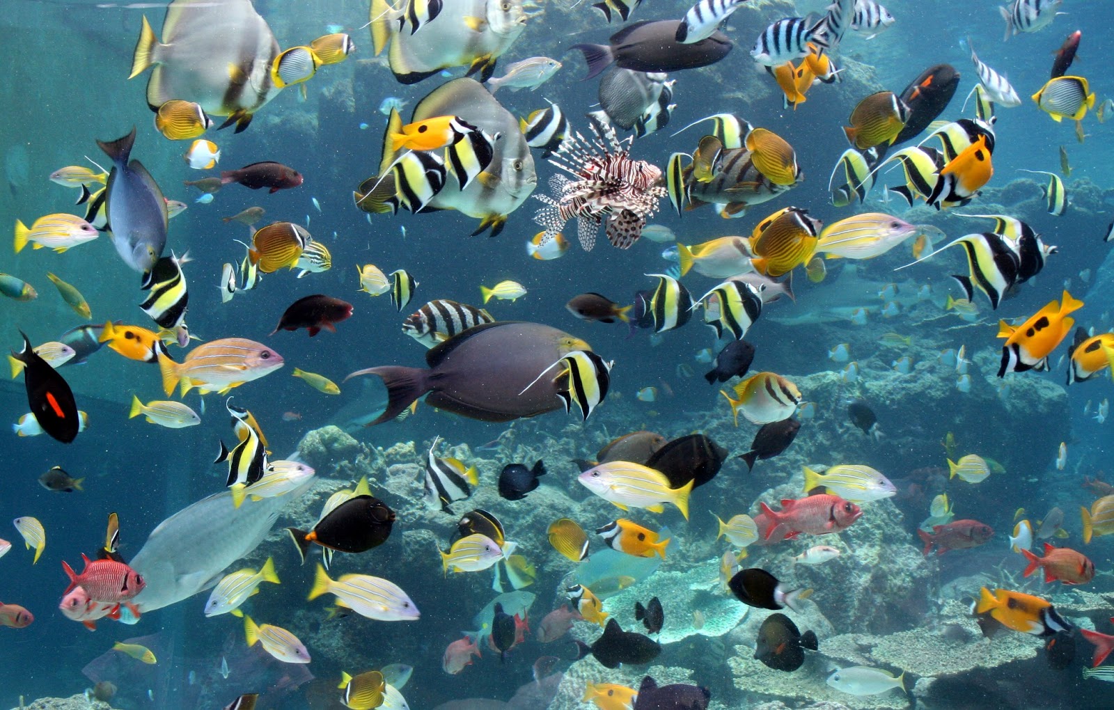 大学サラリーマン日記 Okinawa 10 自然を学ぼう 沖縄美ら海水族館