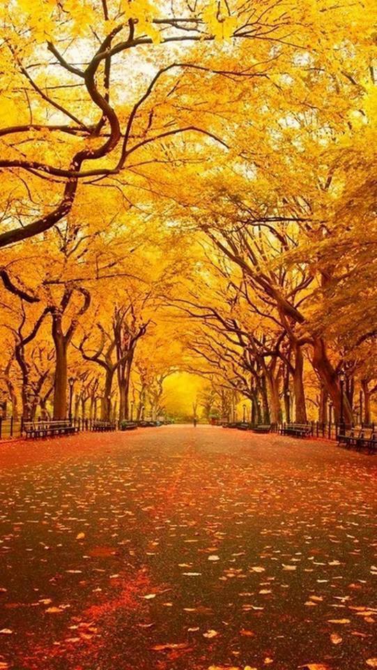 Awesome Yellow Nature HD (High Definition) Wallpapers ~ Amazing World