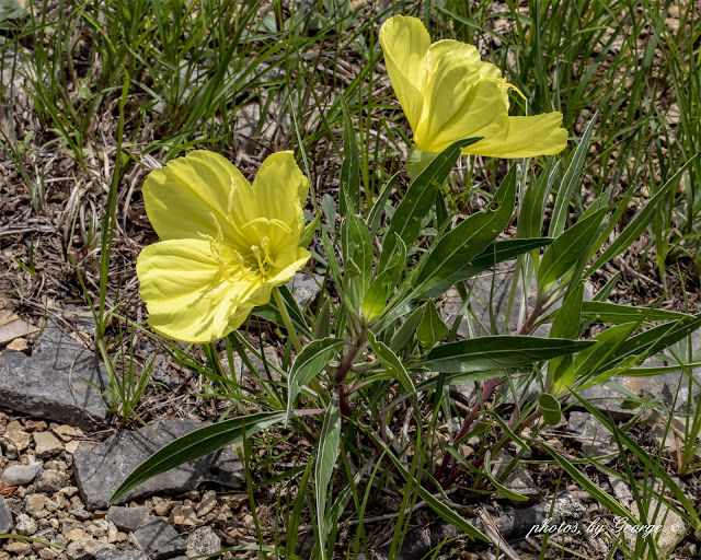 "What's Blooming Now" Missouri Evening Primrose (Oenothera macrocarpa