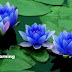 Good morning images with flowers - Blue Lotus Images Wallpapers