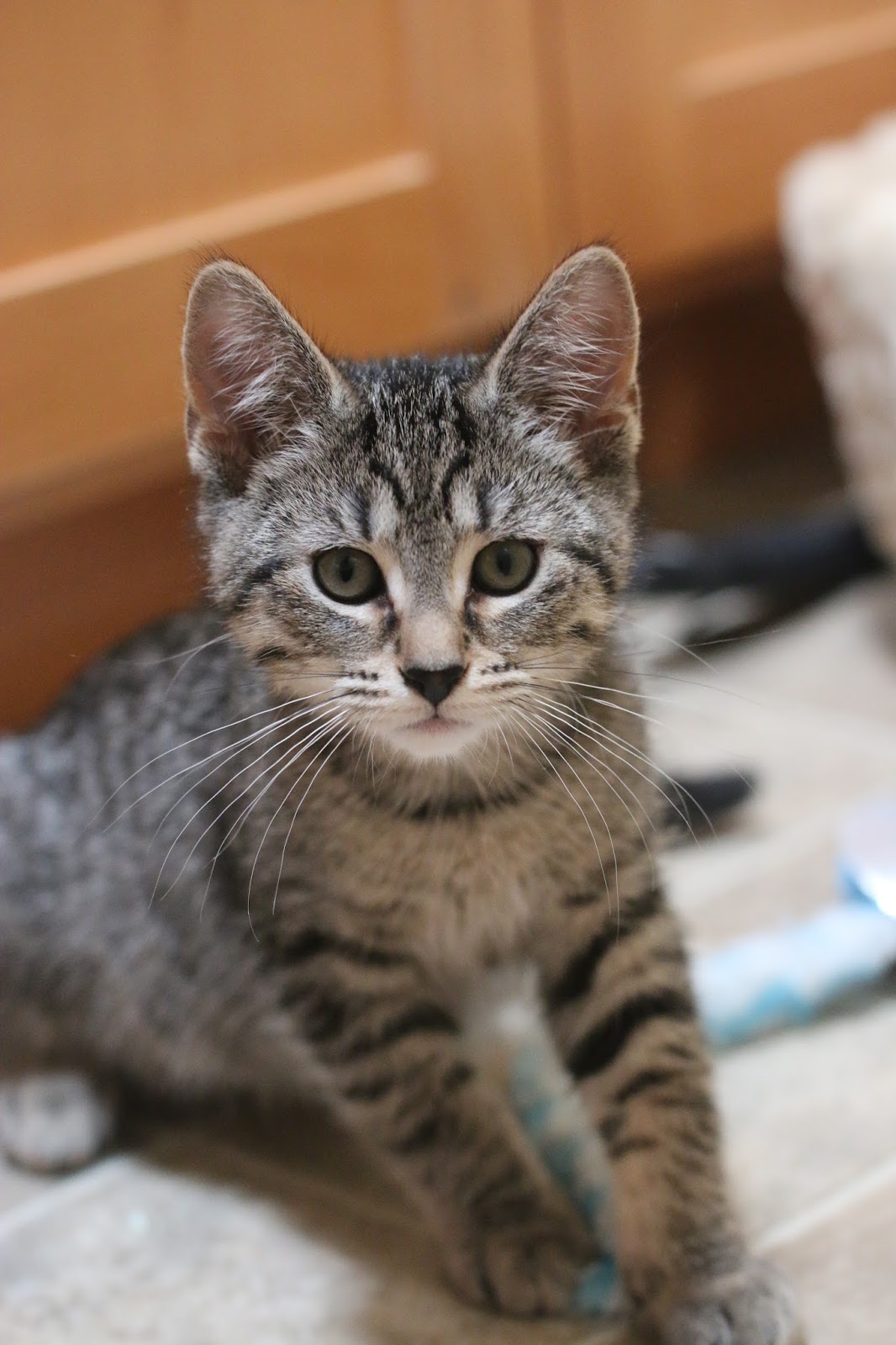 we got a kitten and i am writing an essay