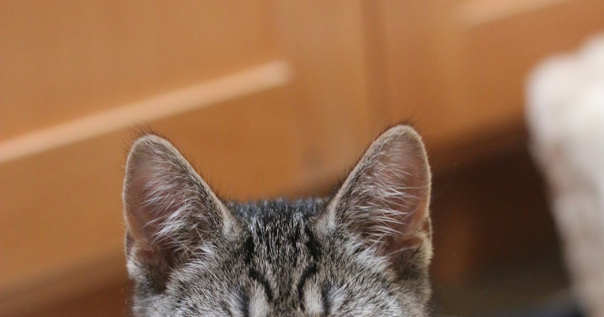 we got a kitten and i am writing an essay